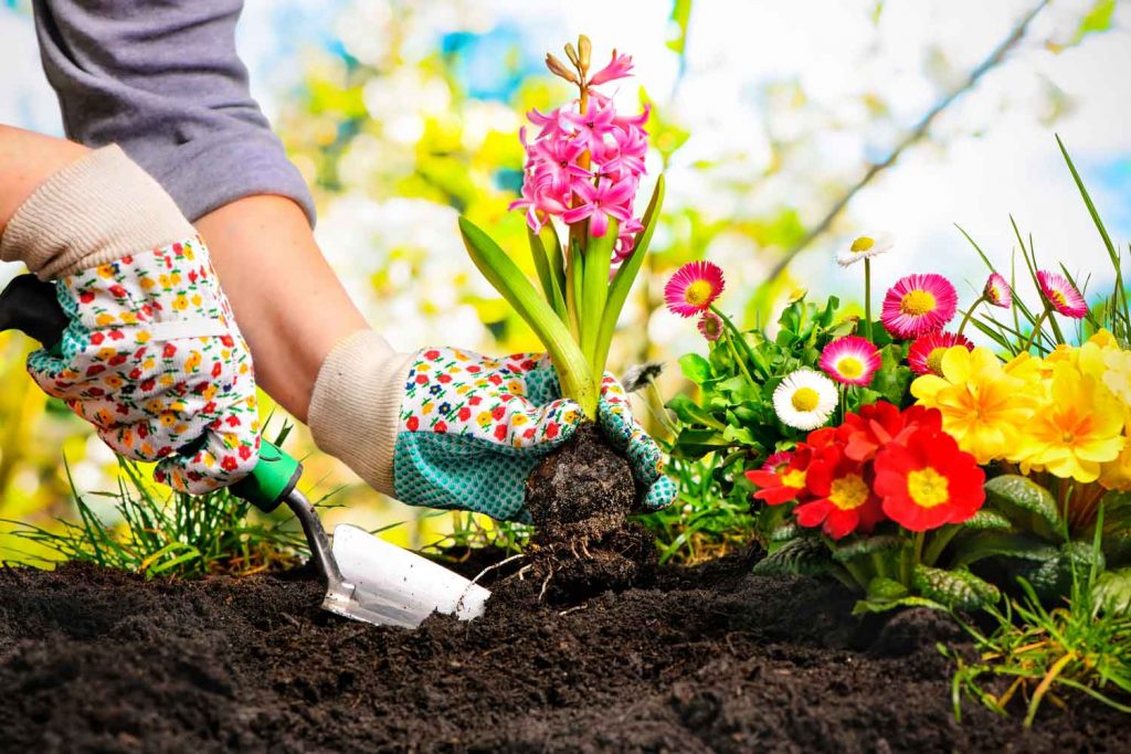 Planting flowers in the garden.