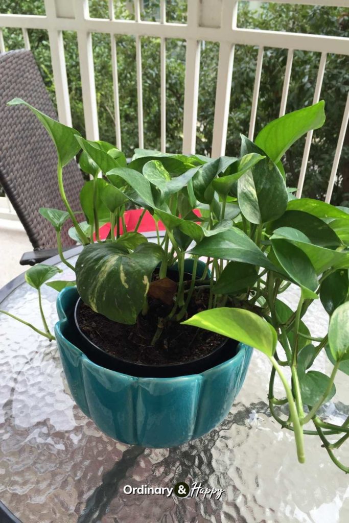 Plant at home on the balcony.